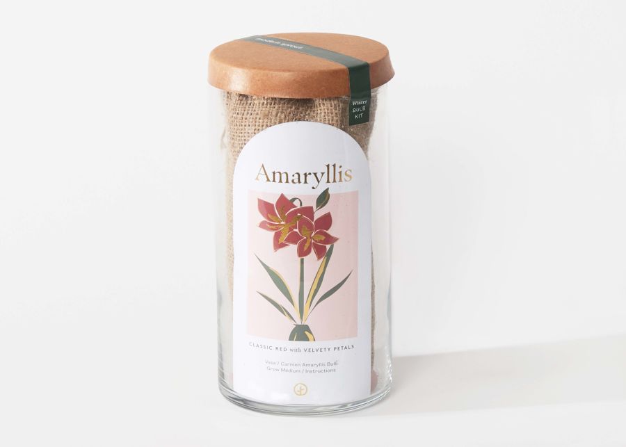 Full View of Amaryllis Bulb Kit image number 0